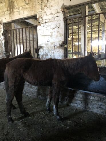 Продаю | Жеребенок | Для разведения | Племенные