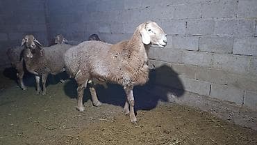 Продаю | Баран (самец) | Арашан | Для разведения | Племенные