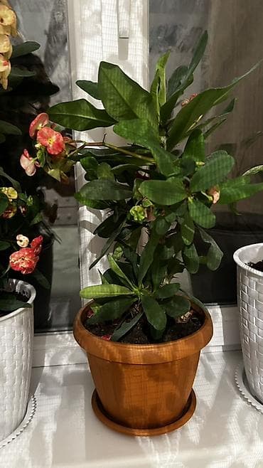 цветок молочай трехгранный: Молочай Милла (Euphorbia milii), комнатный цветок в горшке. - Богатое — 1