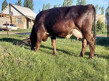 меняю на дом: Продаю | Корова (самка) | Полукровка | Для молока | Стельные — 5