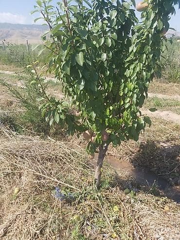 куплю черешню: Продается участок 1 гектар!!! Из которого 60 сотых посажена малина 40 — 4