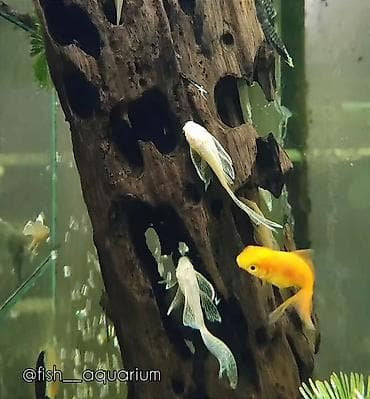 купить малька африканского сома: Сомики. Аквариумные сомики, сомы. Псевдо скаты. Анцитрусы. Вуалевые — 2