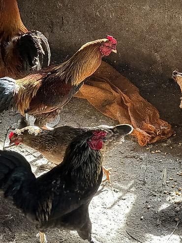 Грызуны: Продаю | Куры, Петух | Домашняя | На забой, Для разведения, Несушки — 10