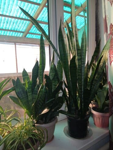 сокулук малина: Большой выбор Сансиеверии от 200 сомв — 7