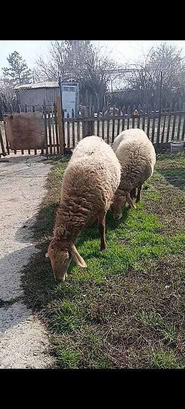 Товары и оборудование для с/х животных: Продаю | Овца (самка) | Для разведения | Матка — 2