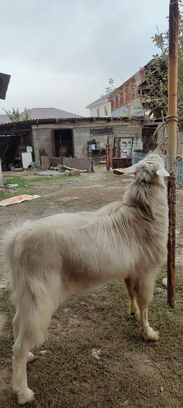 продаю дойную козу: Продаю | Козёл (самец) | Нубийская | Для молока | Осеменитель — 3