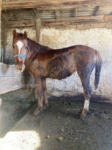 С/х животные и товары: Продаю | Кобыла (самка) | Рабочий — 3