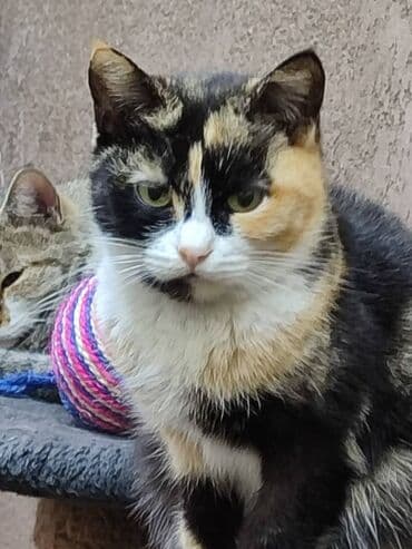 кошка в добрые руки: Замечательная кошка в поиске дома. Привезём сами — 3