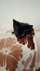 кошка город ош: Котята в добрые и ответственые руки. Кушают домашнюю еду. Кашку — 11