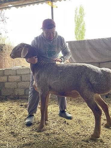 ит нарын: Сатам | Кочкор (эркек) | Көбөйтүү үчүн | Асыл тукумдуу — 2