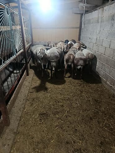 маленький баран: Продаю | Баран (самец) | На забой | Котные — 2