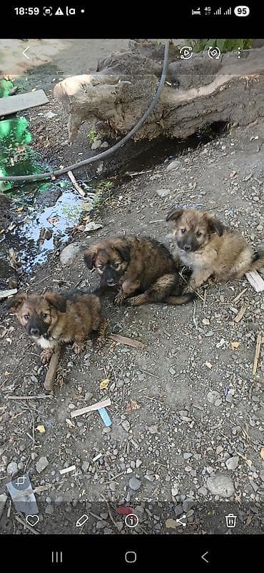 охотничии собаки: БЕСПЛАТНО. Щенки смешанных пород - Возраст: примерно 1,5–2 месяца (по — 3
