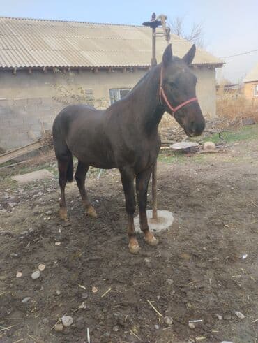 охотничий собака дратхар: Продаю | Конь (самец) | Рабочий — 1