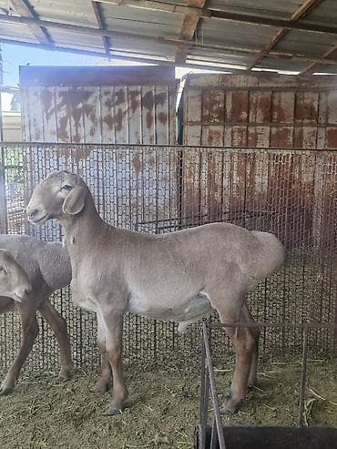 Продаю | Баран (самец) | Для разведения | Племенные
