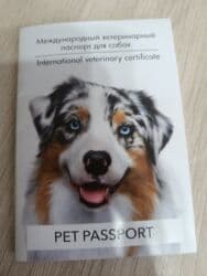купить собаку породистую: Вязка: Шпиц, Самец, 2 года, С родословной — 3