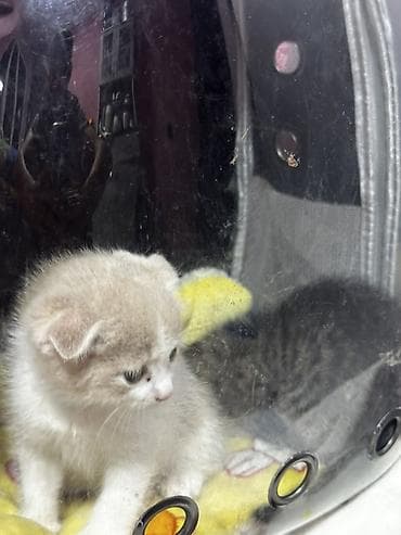 шатланский кошки: Скотиш Фолд (Шотландская вислоухая), 2 месяца, Девочка, Биколор, Приучена к лотку — 3