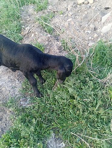 гисар овцы: Продаю | Ягненок | Арашан | Для разведения | Матка — 1