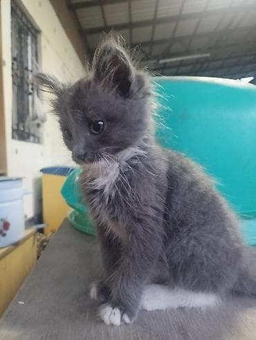 кот басик: 2 месяца, Мальчик, Приучена к лотку — 1