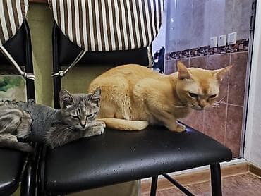 ph down: Кошка даром: Беспородная, 1 месяц, Девочка, Приучена к лотку — 4