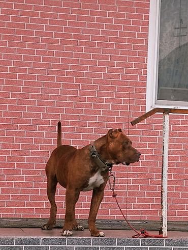 бойцовая птица: Продаю Пидбуль кубинский породы кабель 2 года по кличке Мусса — 3