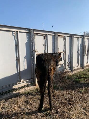 корм для домашних животных: Продаю | Жеребенок | Рабочий — 18