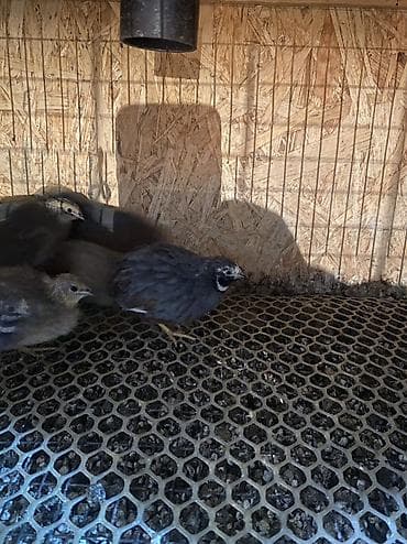 палевый: Китайские расписные перепелки - Породы/окрасы: смешанные – тёмные — 10