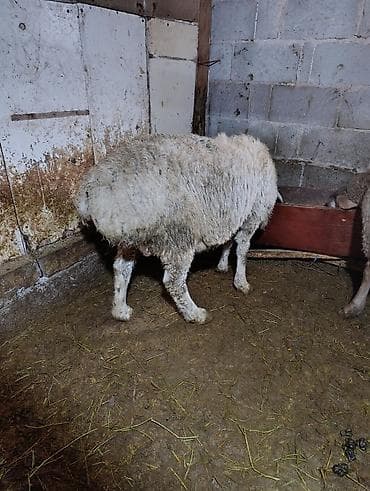 голубая вислоухая кошка: Продаю | Овца (самка) | Для разведения | Осеменитель — 7