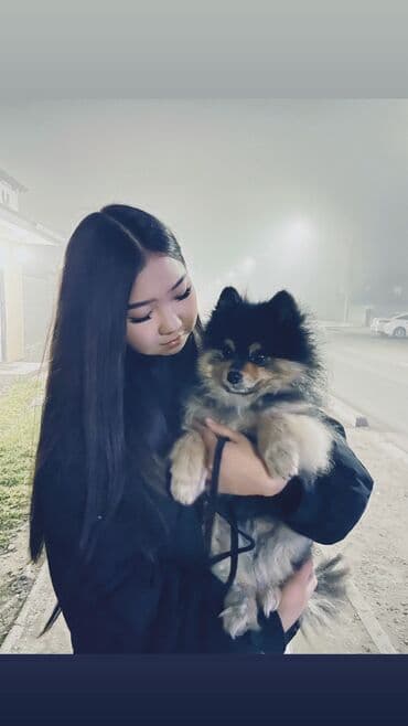 собаки на продажу: Шпиц, 8 месяцев, Самец — 5