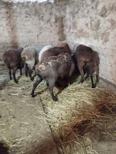 Баран, овца: Продаю | Овца (самка) | Для разведения | Матка — 2