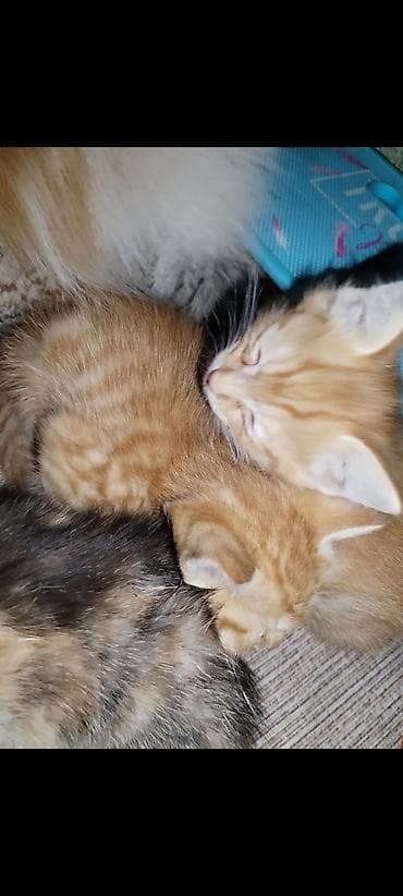 продажа кота: Котята, помёт из трёх малышей: - Два рыжих тигровых (мальчики) с — 4