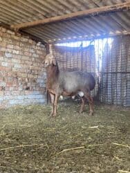 Продаю | Баран (самец) | Для разведения