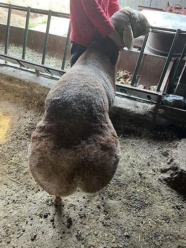 порода комару: Продаю | Баран (самец) | Для разведения | Племенные — 3