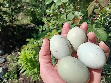 куры таджон: Продаю | Цыплята | Для разведения — 6