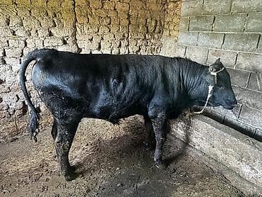 Продаю | Бык (самец) | На откорм | Привязанные at lalafo.kg Продаю | Бык (самец) | На откорм | Привязанные