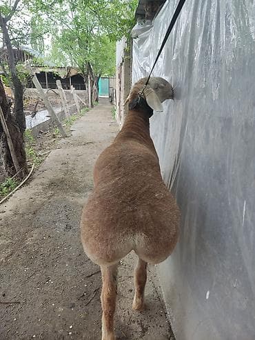 животные баран: Продаю | Баран (самец) | Для разведения | Племенные — 2