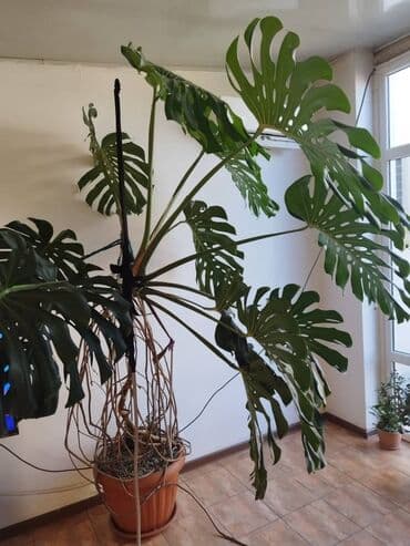 неделю: Монстера, высота примерно 2,5 метра находится в Сокулукском районе — 2