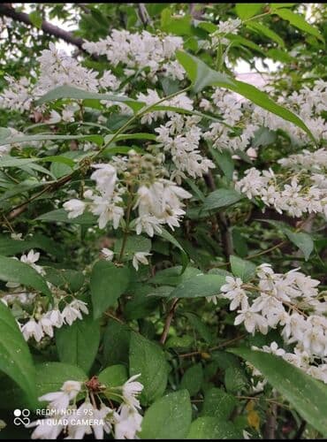 сколько стоят гипсофилы: Лилии —Фьюжн 250-300луковицы для посадки, Ликорис-Голая дама 80 — 7