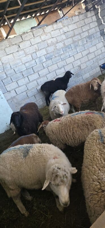 алабай в добрые руки: Продаю | Овца (самка) | Полукровка | На забой | Ярка — 2