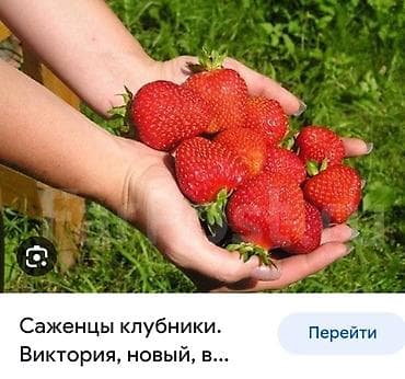 долгоиграющая клубника: Продаю рассады клубники. Сорт Виктория. Крупный голландский. Очень — 2