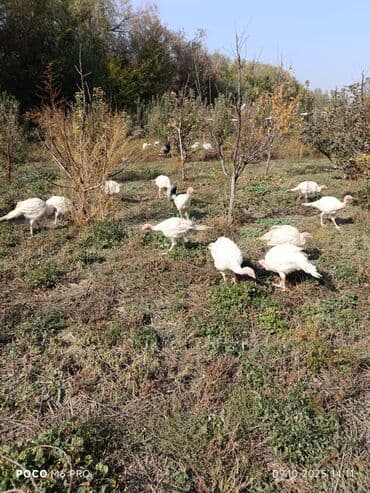 Продаю | Индюшка (самка), Индюк (самец), Индюшата | Бройлерная | На забой, Для разведения at lalafo.kg Продаю | Индюшка (самка), Индюк (самец), Индюшата | Бройлерная | На забой, Для разведения