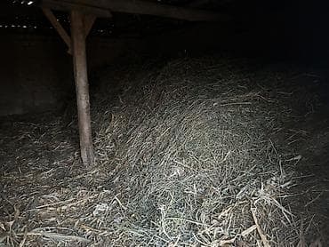 чип для животных: Сено навалом в сарае. - Заготовка натуральная, полевой травостой. - — 1