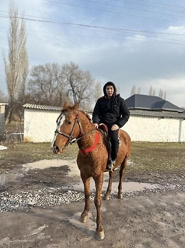 Продаю | Конь (самец) | Дончак | Для разведения, Конный спорт | Осеменитель, Племенные