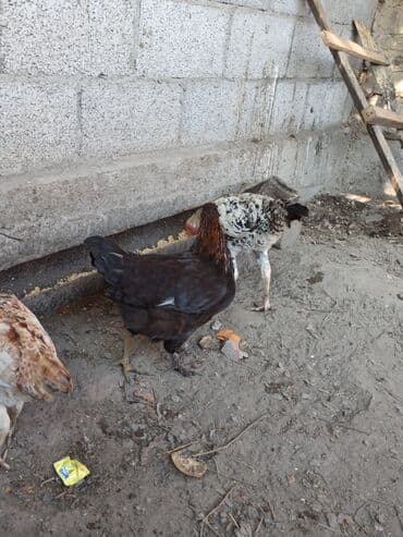 домашние куры бишкек: Продаю | Петух, Куры | Дакан | Для разведения — 1