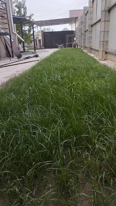 газон цена: Живой Газон и Автополив Дизайн жасайбыз баасы келишим турдо болот! — 9