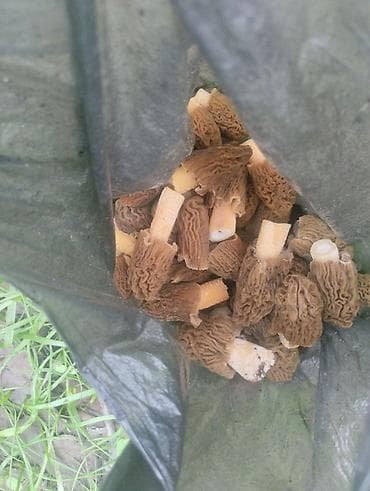 Смарчок свежий 350 сом кг Жалалабад