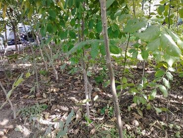 купить шкаф для одежды бишкек: Продаю Саженцы. больших грецких Орехов . Их можно сажать с осени до — 8