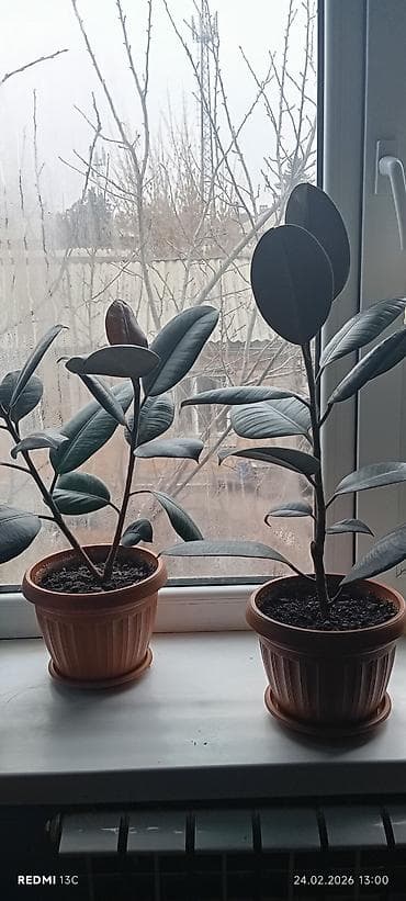 сколько стоит кактус в горшке: Фикус эластика (Ficus elastica, «Каучуковое дерево») в горшке. - — 6