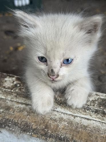 Котёнок с голубыми глазами - Окрас: светлый кремовый, пушистый мех -