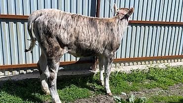 матки пчел: Продаю | Тёлка | На откорм | Отела не было — 9