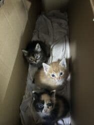 помощь нуждающимся: Даром Котята маленькие 1 месяц отдадим даром бесплатно — 4